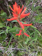 Castilleja subinclusa