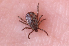 Dermacentor occidentalis