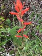 Castilleja subinclusa