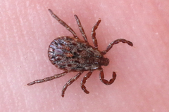 Dermacentor occidentalis