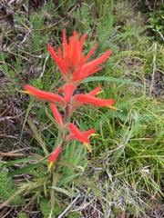 Castilleja subinclusa