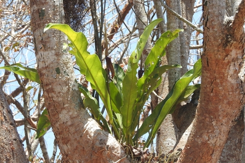 Anthurium schlechtendalii