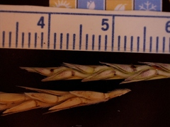 Elionurus tripsacoides