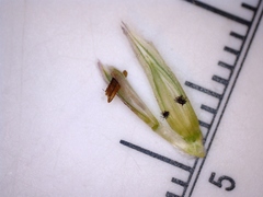 Elionurus tripsacoides