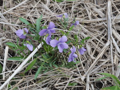 Viola brittoniana