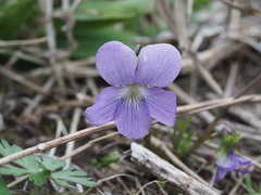 Viola brittoniana