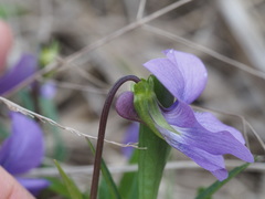 Viola brittoniana