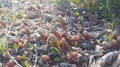 Petrosedum ochroleucum