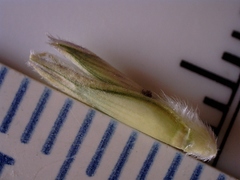 Elionurus tripsacoides