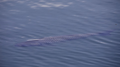 Ctenopharyngodon idella