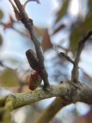 Amphibolips ellipsoidalis