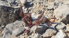 Petrosedum ochroleucum