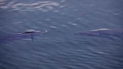 Ctenopharyngodon idella