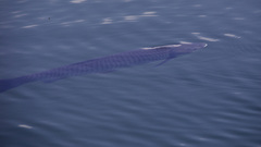 Ctenopharyngodon idella