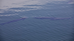 Ctenopharyngodon idella