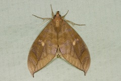 Phyllodes eyndhovii