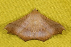 Chilkasa falcata