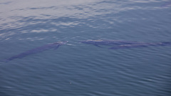 Ctenopharyngodon idella