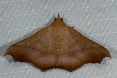 Chilkasa falcata