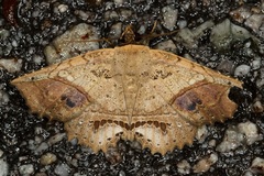 Cryptastria fuscomarginata