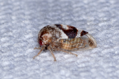Cyrtolobus vau