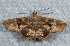 Cultripalpa lunulifera