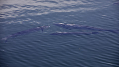 Ctenopharyngodon idella