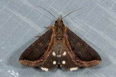 Ercheia cyllaria