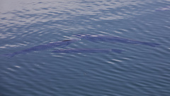 Ctenopharyngodon idella