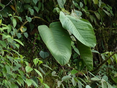 Anthurium alluriquinense