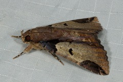 Ercheia cyllaria