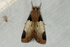 Ercheia cyllaria