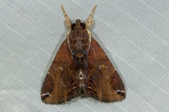 Ercheia cyllaria