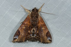 Ercheia cyllaria