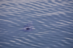 Ctenopharyngodon idella