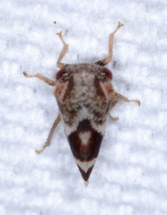 Cyrtolobus vau