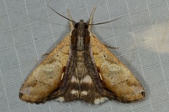 Ercheia multilinea