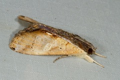 Ercheia multilinea