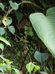 Anthurium alluriquinense