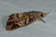 Ercheia pulchrivenula