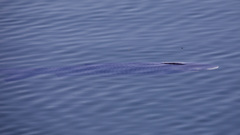 Ctenopharyngodon idella