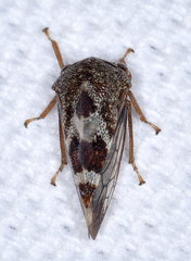 Cyrtolobus tuberosus