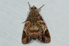 Ercheia pulchrivenula