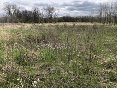 Cardamine pratensis pratensis