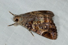 Ercheia pulchrivenula