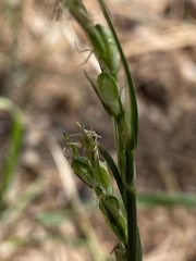 Carex multicaulis