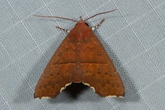 Arthisma rectilinea