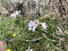 Cardamine pratensis pratensis