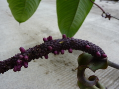 Anthurium alluriquinense