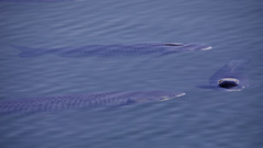 Ctenopharyngodon idella